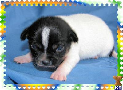 Puppies in KY